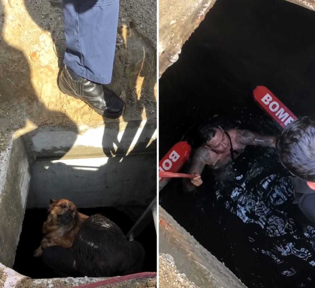 Cão morre após cair em galeria de macrodrenagem na Praia Central de Balneário Camboriú